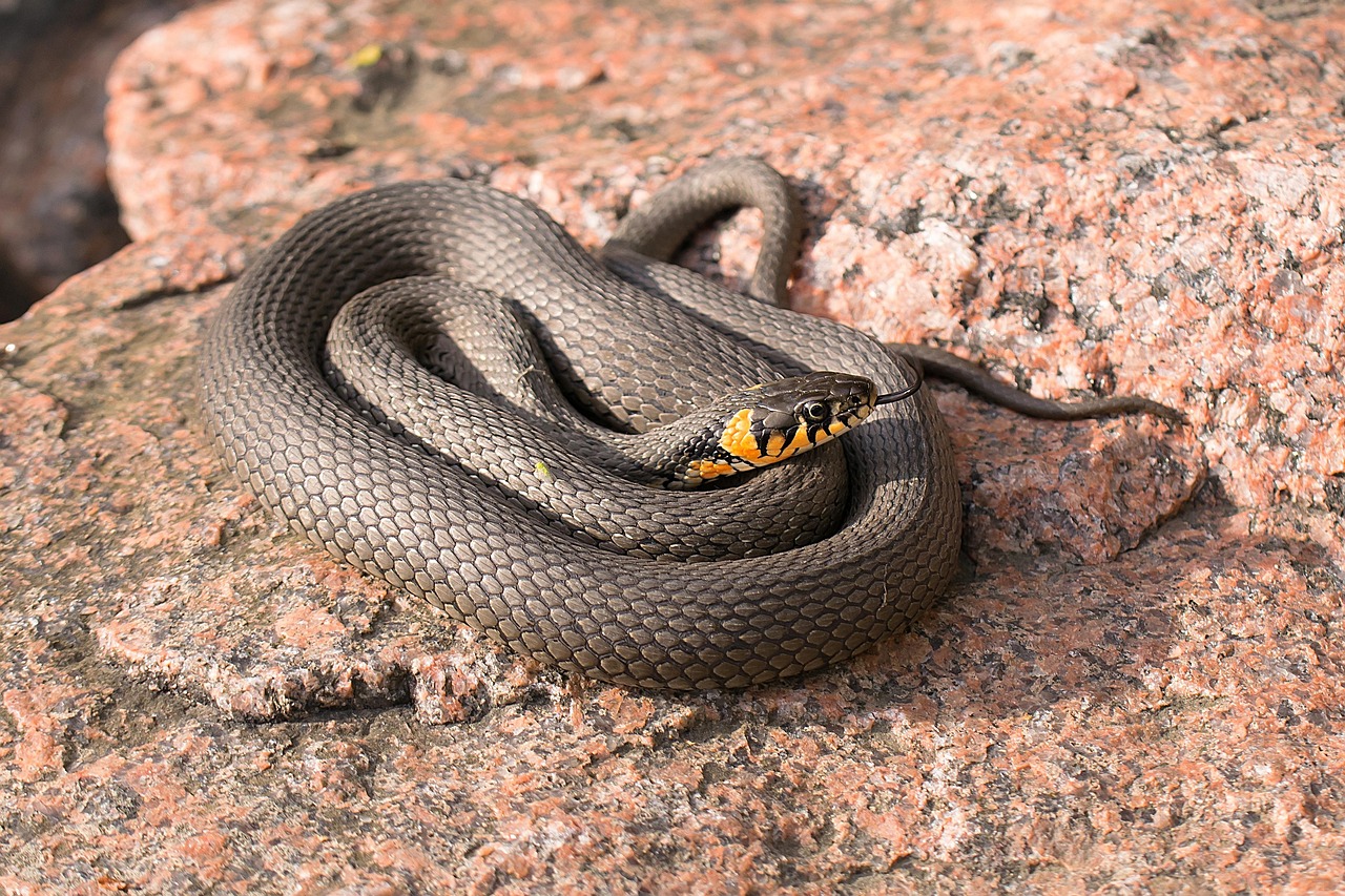 snake, beach snake, reptile, natrix natrix, snake, snake, snake, snake, snake