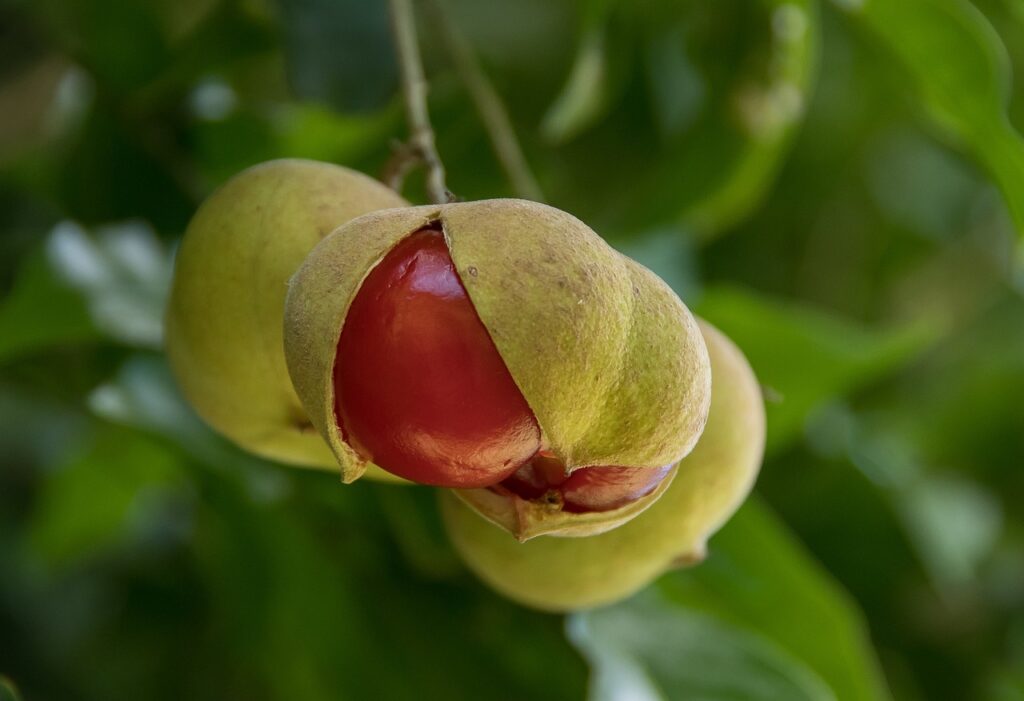 red, nature, fruit, berries, tamarind, small leaf tamarind, diploglottis campbelli, tree, splitting, ripe, bright, shiny, native, australia