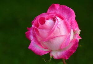 pink, rose, petals, flower, pink rose, pink petals, pink flower, bloom, blossom, beautiful flowers, flower wallpaper, bloom, rose blossom, rose petals, flora, nature, rose wallpaper, single flower, flower background, single rose, fragrance, rose flower, scent of roses
