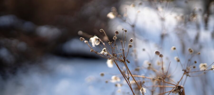 white flower buds in tilt shift lens